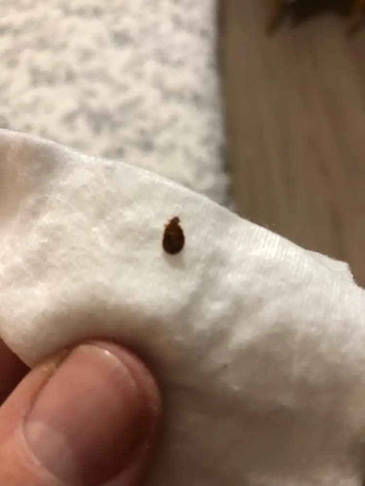 Punaise de lit adulte posée sur un tissu blanc tenu entre les doigts, photographiée lors d'une inspection